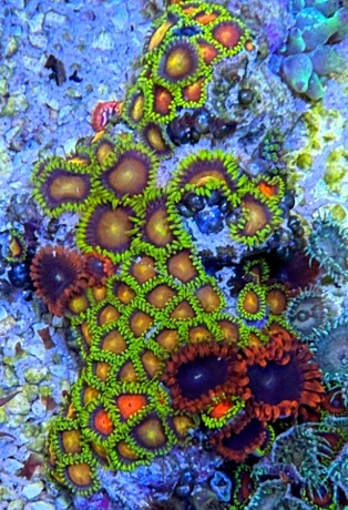 IMG 5005 Zoas Fiji 