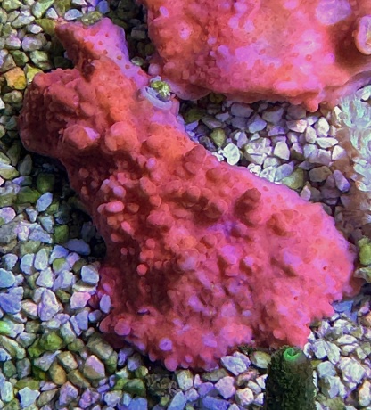 Montipora Setosa 