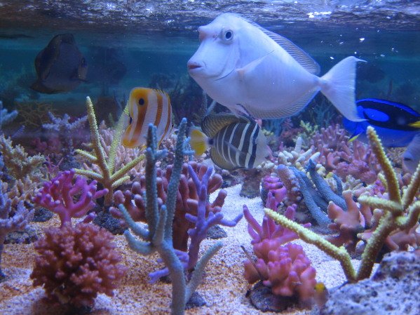 Unser Meerwasseraquarium ab 11/2012