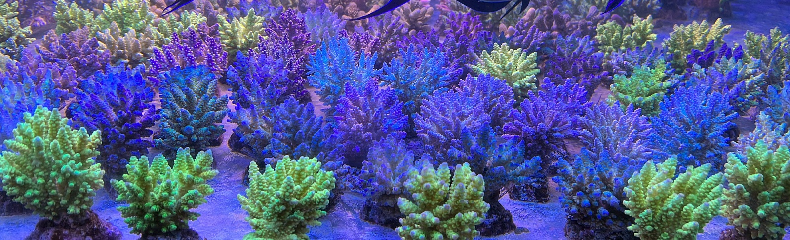 Top corals! 